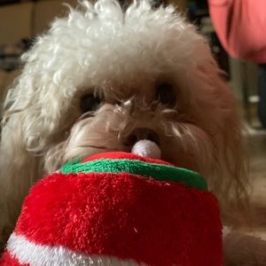 Meet your Posher, Saba